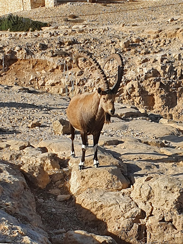 מסעדת צוקים - מצפה רמון