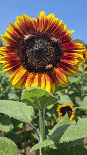 קפה בפטל - עגלת קפה וגלידה במרכז - הסעדה