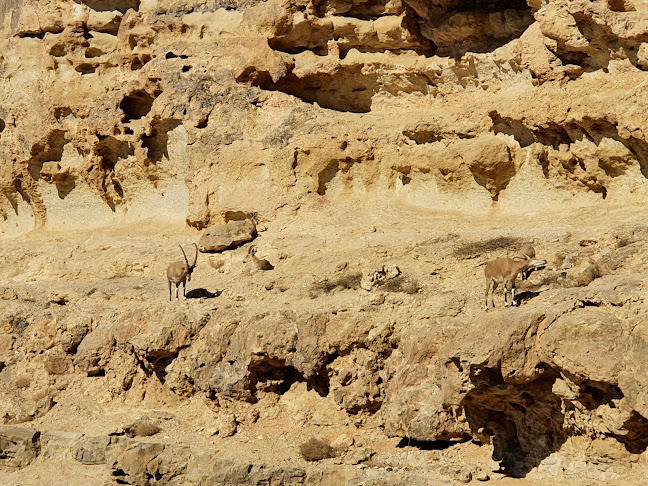 מעלה בן תור 1, מצפה רמון, 8060000