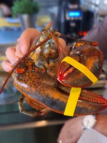 תלפיות - הסעדה