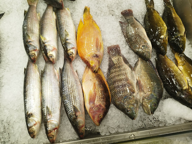 MY FISH MARKET - הסעדה