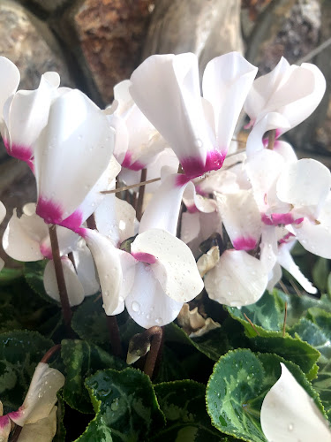 כפרוצ'קה - הסעדה