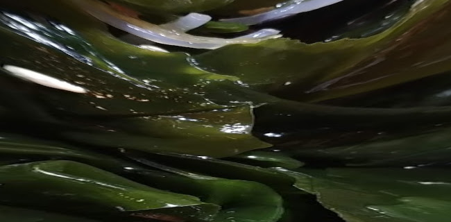 Opinii despre ג’פניקה רחובות în רחובות - הסעדה