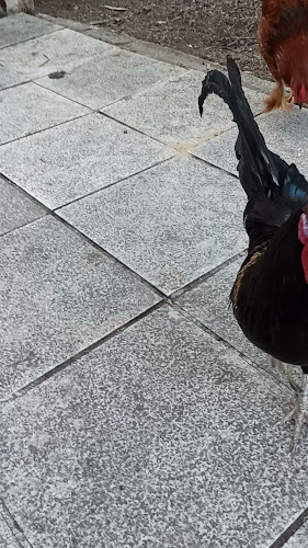 החלוצים ראש פינה בית קפה עגלת קפה - הסעדה