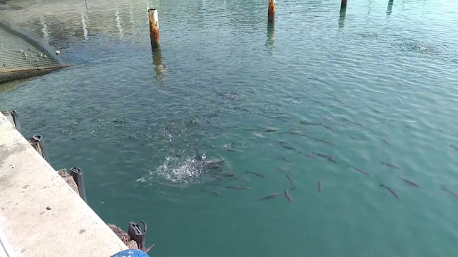 זיארה - אשקלון