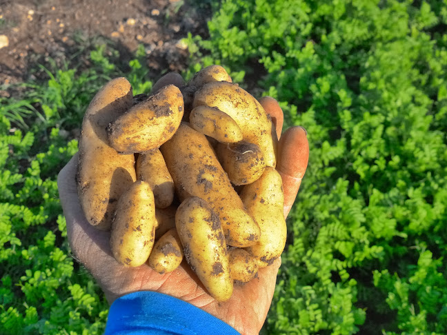 גן השדה כפר רות - כפר רות
