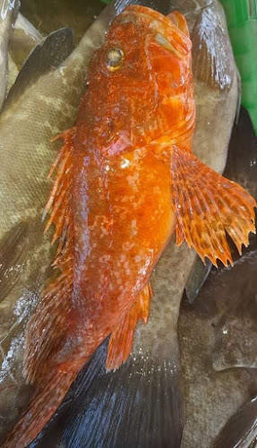 Comentarii opinii despre La Criée Israel - Sheshet HaYamim חנות דגים רעננה