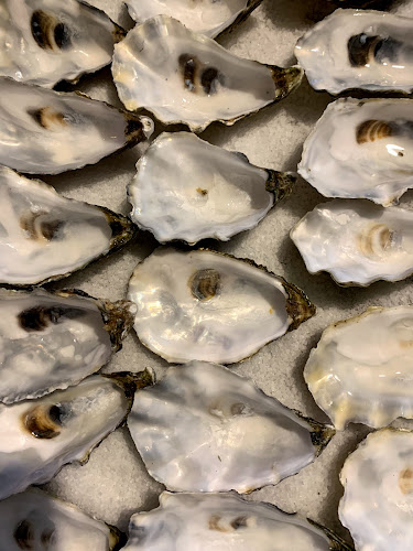 Comentarii opinii despre תלפיות