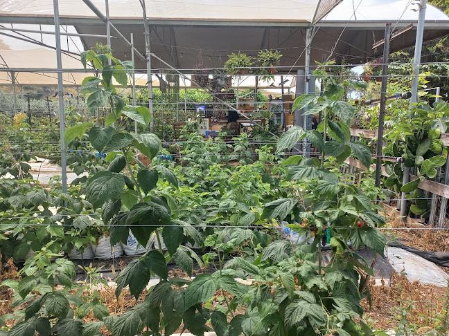 שבעת המינים, ביתן אהרון