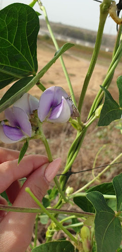 גן השדה כפר רות
