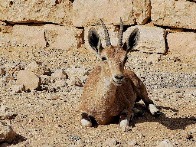 Comentarii opinii despre מסעדת צוקים