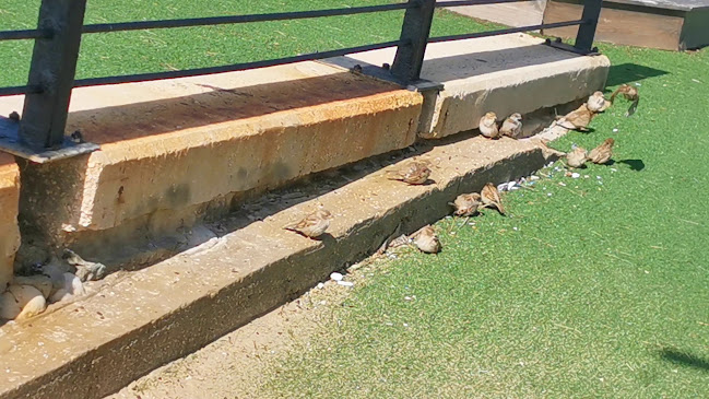 Comentarii opinii despre קפה קפה