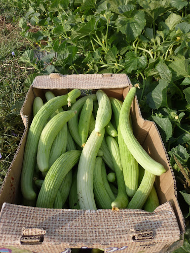 Opinii despre גן השדה כפר רות în כפר רות - הסעדה