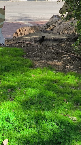 Opinii despre לב העיר în באר שבע - הסעדה