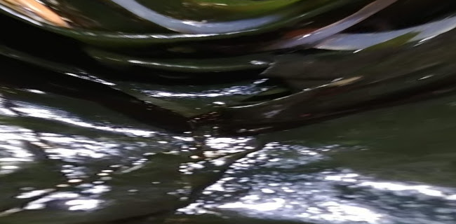 ג’פניקה רחובות - הסעדה