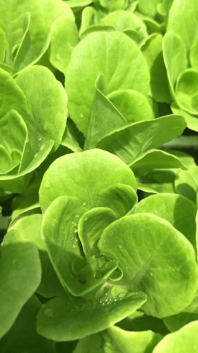 Opinii despre כרמלים - חנות המשק în היוגב - הסעדה