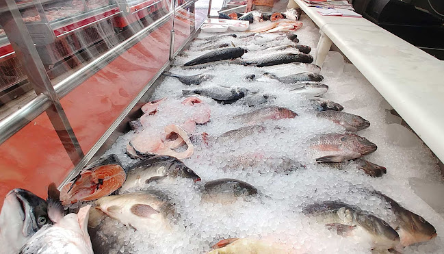 דגים זלאיט יוסף