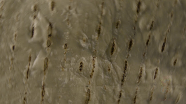 בוגרשוב 7, תל אביב-יפו