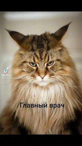 חומוס קולומבו