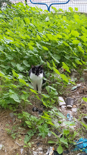שוק עירוני ב' - הסעדה