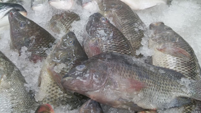 פליי פיש - דגים טריים בתל אביב | פירות ים - תל אביב-יפו