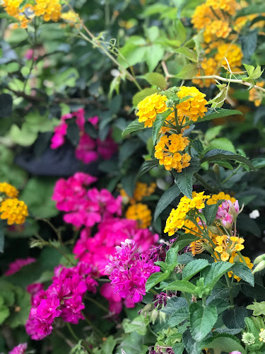 זריפה - הסעדה