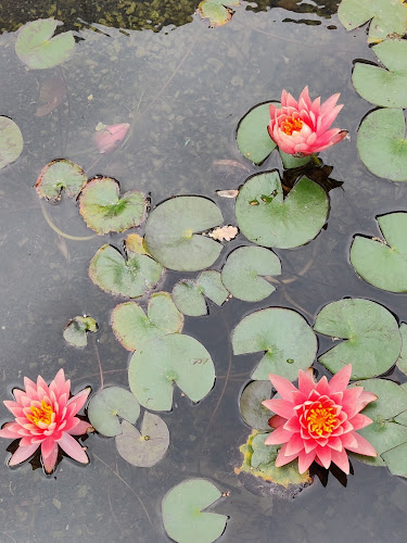 ארקפה מגדלי אלון - הסעדה