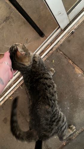 ביצ'יקלטה - תל אביב-יפו