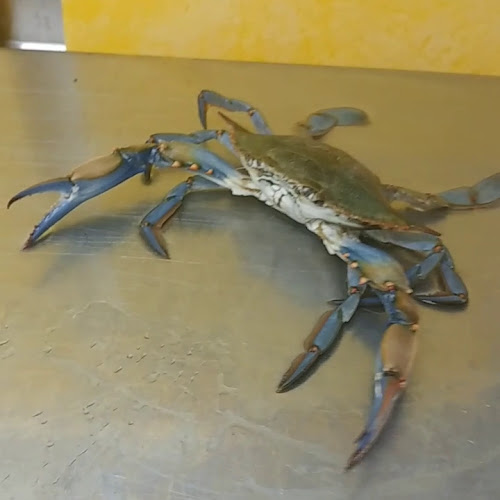 דגיי הקיבוצים רמת ספיר - הסעדה