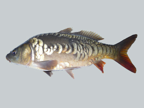 מנחם יקואל, בת ים