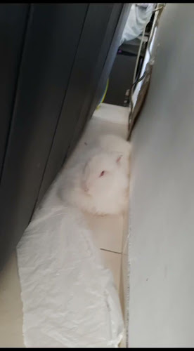 שנזי - קרית אתא