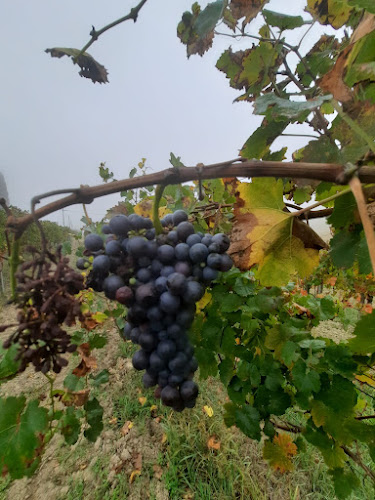 OBLASS WINE- יין אובלס - תל אביב-יפו