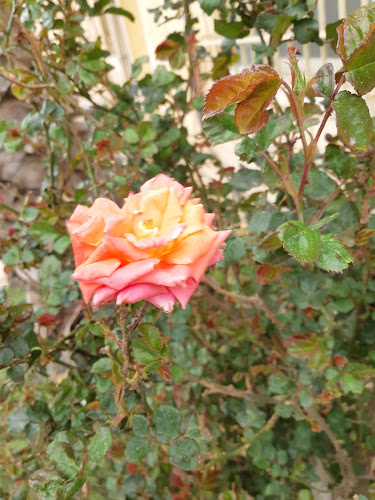 Cafe AUGUSTE VICTORIA - הסעדה