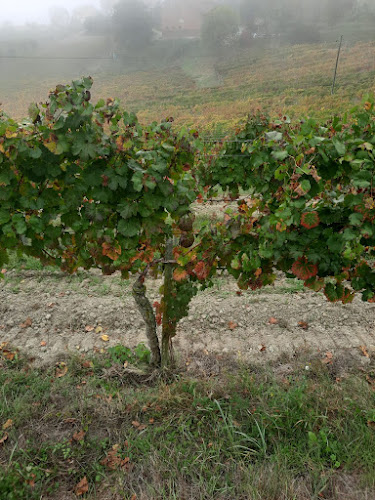 OBLASS WINE- יין אובלס - הסעדה