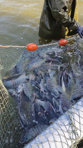 סופר דג צפת בע"מ - צפת