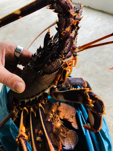 תלפיות - חיפה
