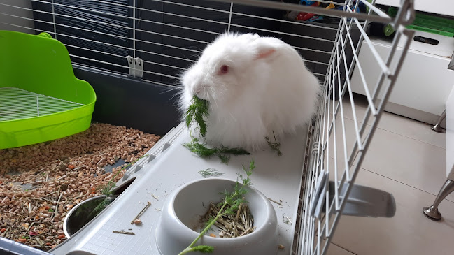 Opinii despre שנזי în קרית אתא - הסעדה