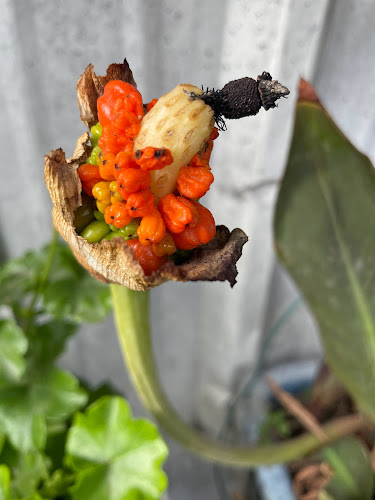 Comentarii opinii despre מאפיית אנג'ל