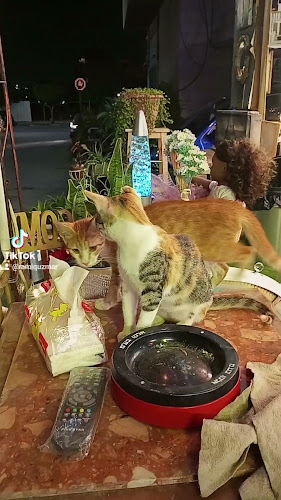 إستراحة محارب