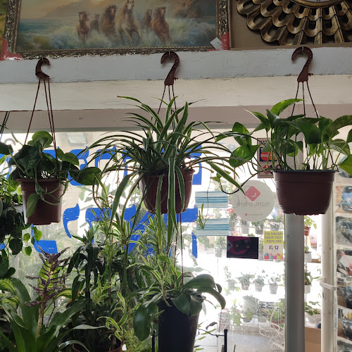 Comentarii opinii despre אורכידאה ירוחם