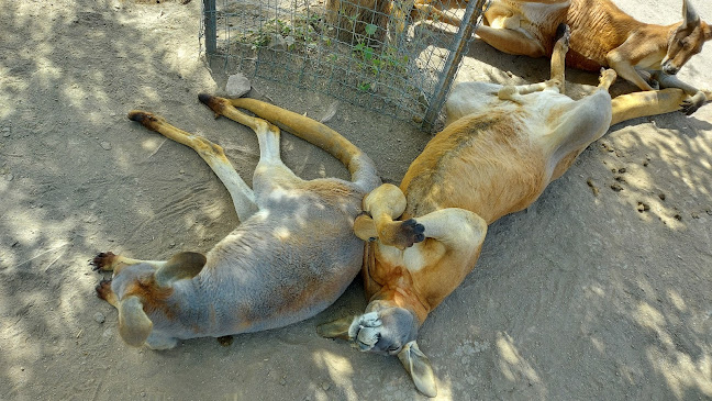 مخبز الريف Alreef Bakery מאפיית אלריף - הסעדה