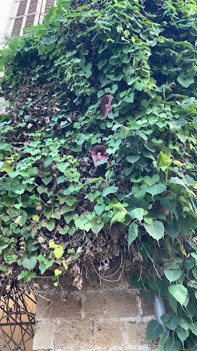 Comentarii opinii despre איטלקיה בפשפשים