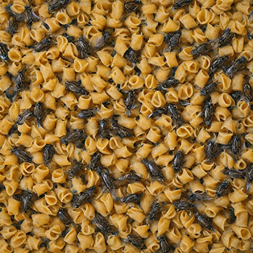 Comentarii opinii despre עוזי תפוזי ואודי גזר מלכי פיצות רמת חן