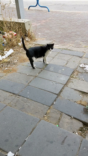 יוספטל, אשדוד