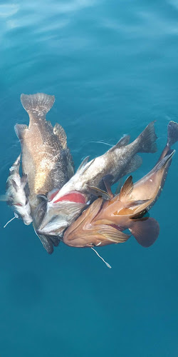 סעדה דגים בע״מ - אשקלון