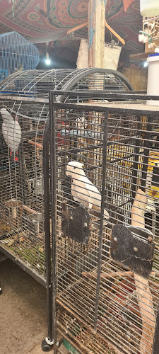 בצלאל 2-38, ערד