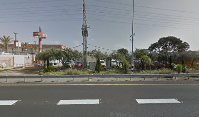 דגי רופין נהריה